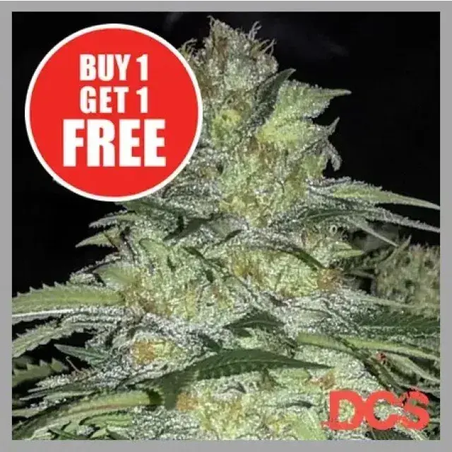 White Widow x Big Bud Cannabis Seeds — An Overview Guide.