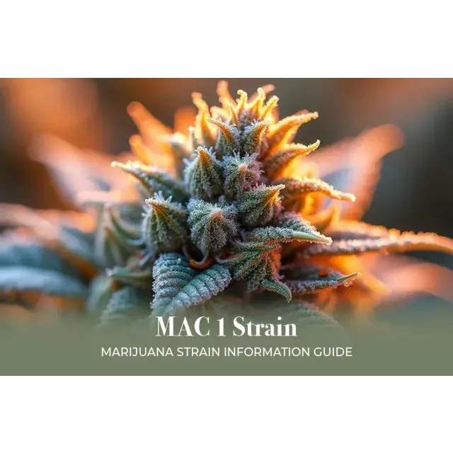 Cannabis Seeds: Exceptional Value Discover MAC 1 Seeds Strain.
