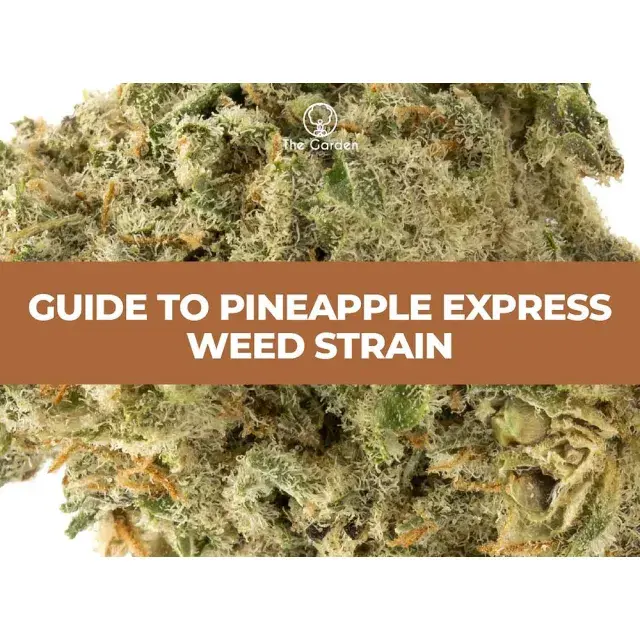 Your Guide to Buying Pineapple Express Cannabis Seeds.