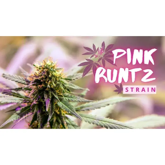 Customer Reviews and Testimonials for Pink Runtz Cannabis Seeds.