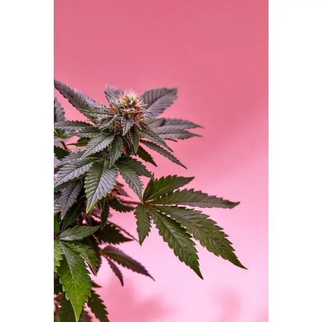A Comprehensive Introduction to Pink Runtz Cannabis Seeds.