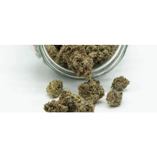 What Makes High-Quality Cannabis Seeds? A Complete Buyer’s Guide.
