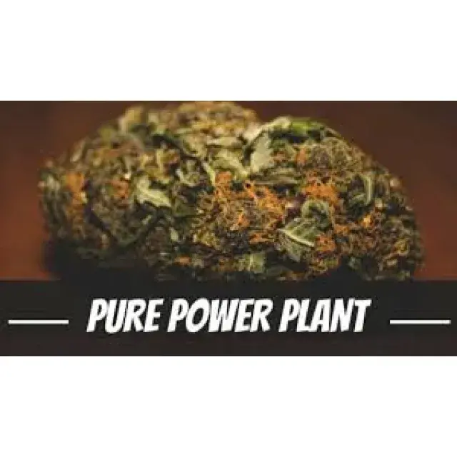 Discover the Power of Pure Power Plant Cannabis Seeds.