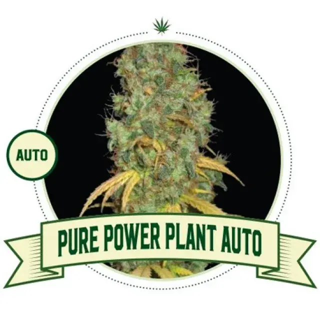 Pure Power Plant Cannabis Seeds: What Customers Have to Say.