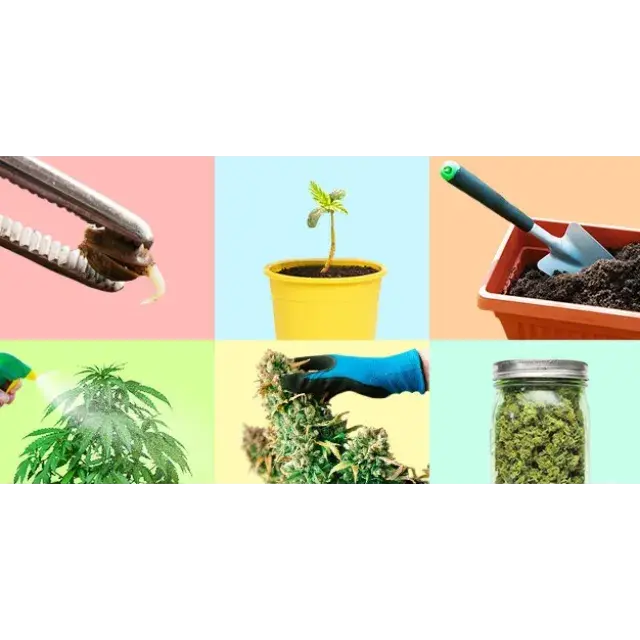Ultimate Growing Guide: Everything You Need to Know About Growing Cannabis Seeds at Discount Cannabis Seeds