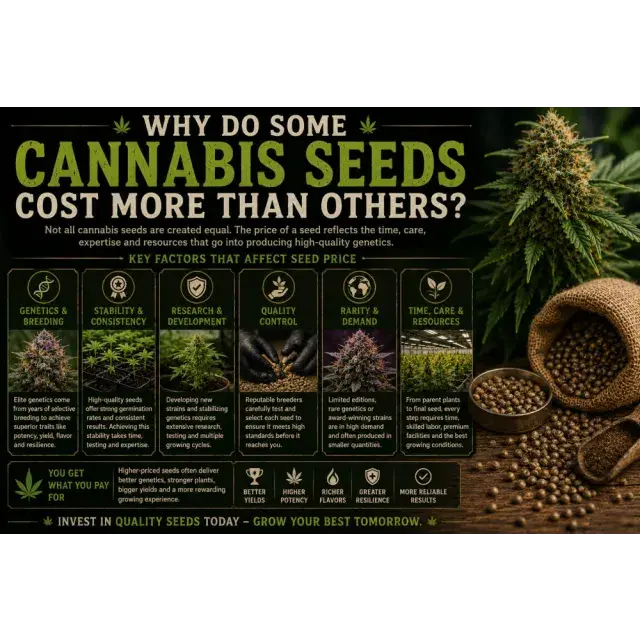 Why Do Some Cannabis Seeds Cost More Than Others?
