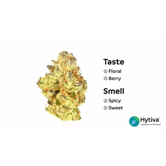 Die Anbauanforderungen von Dark Devil-Cannabissamen meistern.
