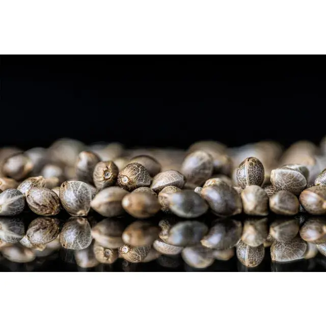 Discount Cannabis Seeds Unmatched Selection of Regular Seeds