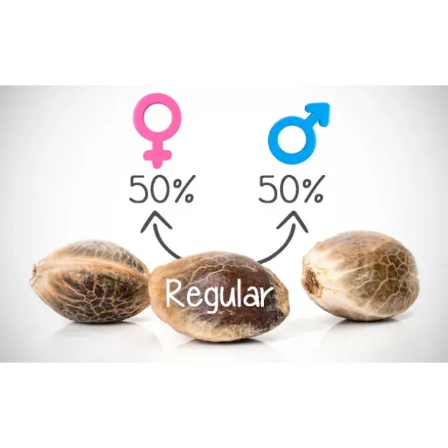 A Step-by-Step Guide to Ordering Regular Cannabis Seeds.