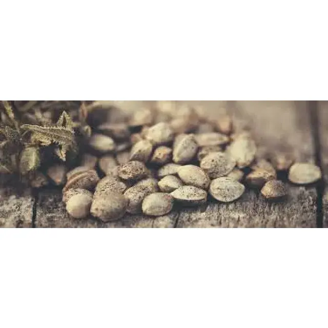 Discount Cannabis Seeds Are the Perfect Choice for Regular Seeds.