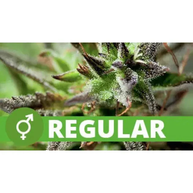 Cannabis Seeds Regular Strains - Discount Cannabis Seeds.