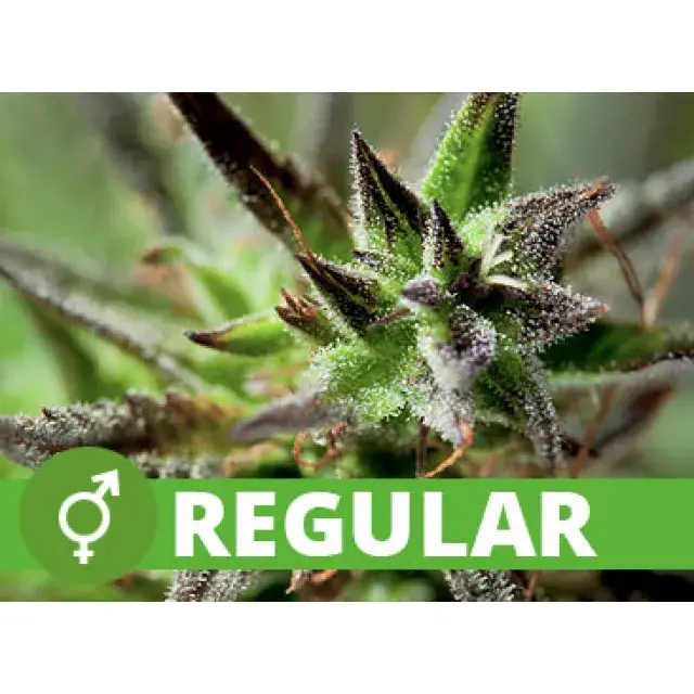 Why Some Growers Switch Back to Regular Cannabis Seeds.