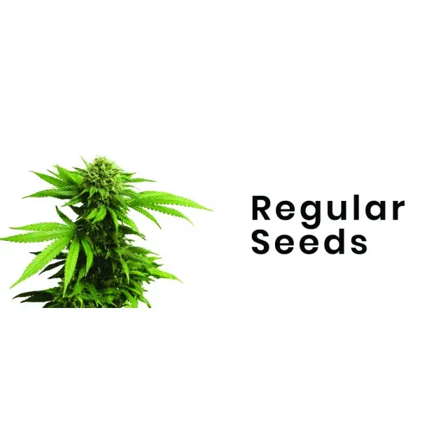 The Benefits and Advantages of Growing Regular Cannabis Seeds.