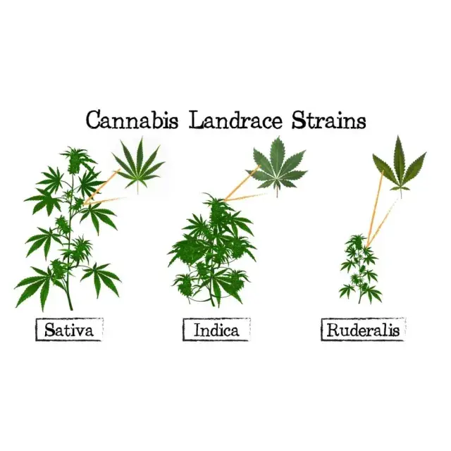 The Cannabis Seeds Breeding Guide (From Landrace to Modern Hybrids)