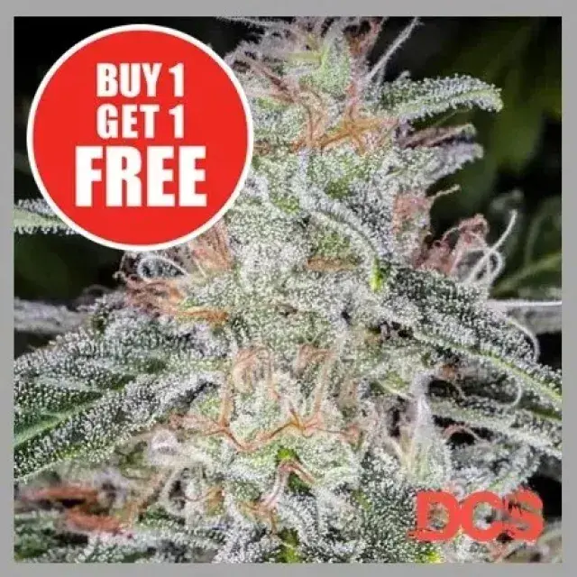 Blue Dream Cannabis Seeds — A Complete Guide To This Strain.