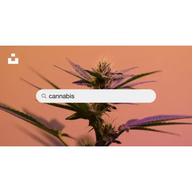 Why Discount Cannabis Seeds is the Perfect Choice for Your Cannabis Seeds..