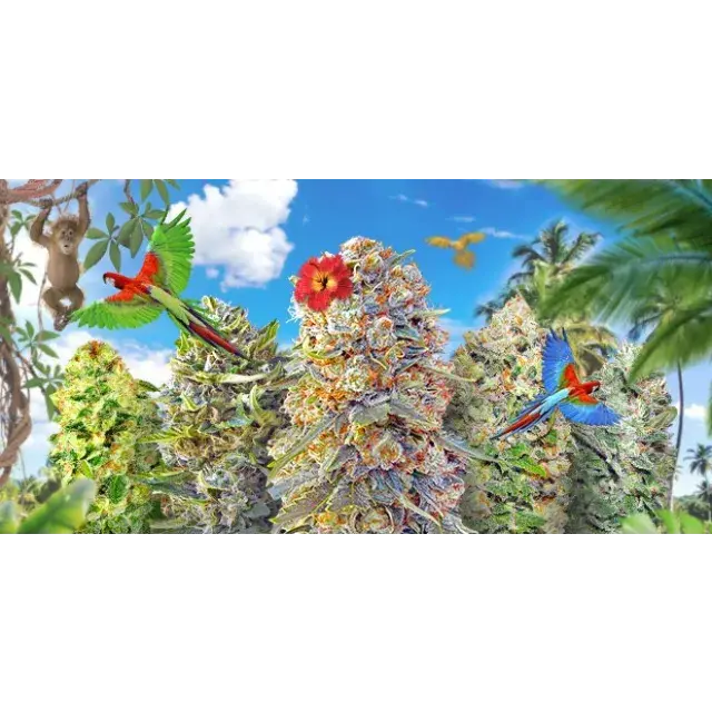 The Most Exotic Cannabis Seeds at Discount Cannabis Seeds: Discover Unique Strains for Your Garden.