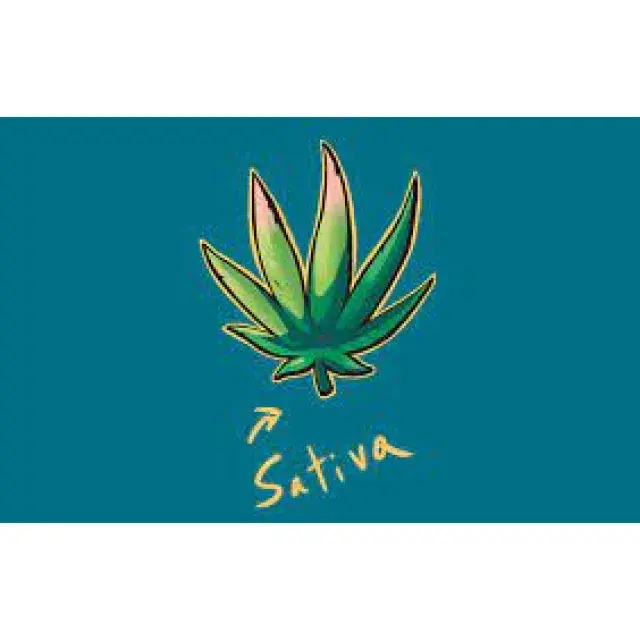 Sativa Cannabis Seeds from Discount Cannabis Seeds are the Key