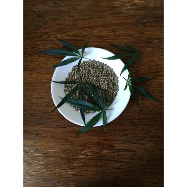 Sativa Cannabis Seeds Your Resources by Discount Cannabis Seeds