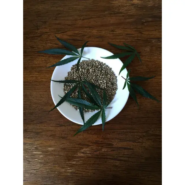 Sativa Cannabis Seeds Available at Discount Cannabis Seeds.
