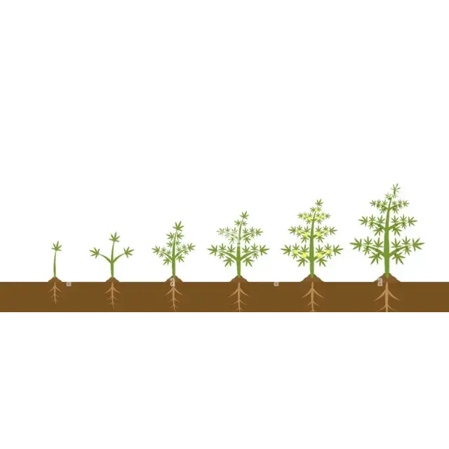 Mastering Your Grow Cycle: Essential Tips on How to Prepare for Your Next Grow Cycle by Discount Cannabis Seeds.