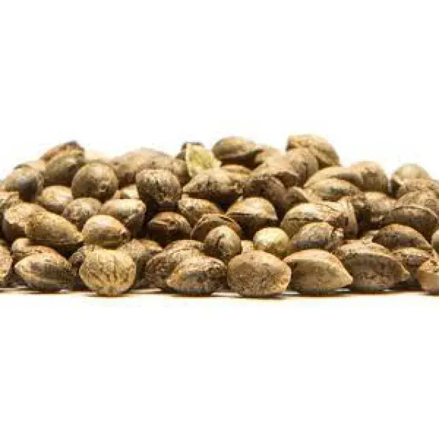 Unveiling the Market: A Competitive Analysis of Discount Cannabis Seeds vs. Traditional Retailers.