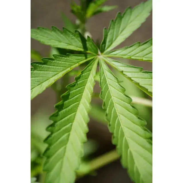 Den perfekten Zeitpunkt zum Pflanzen von Cannabissamen finden.