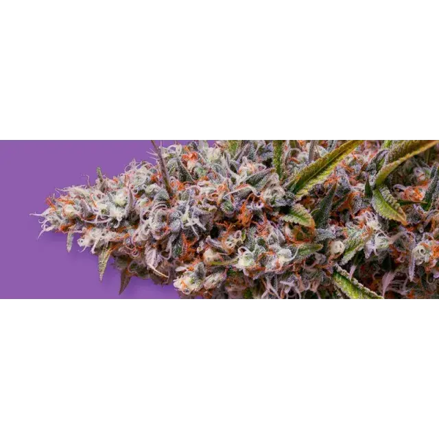 Best Cheap Cannabis Seeds for Worldwide Growers.