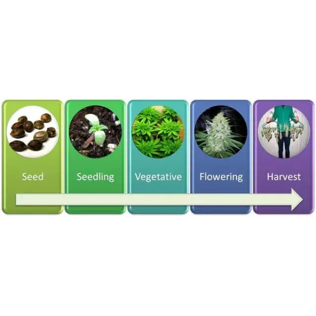 How Long Do Cannabis Seeds Take to Grow? (Full Timeline Guide).