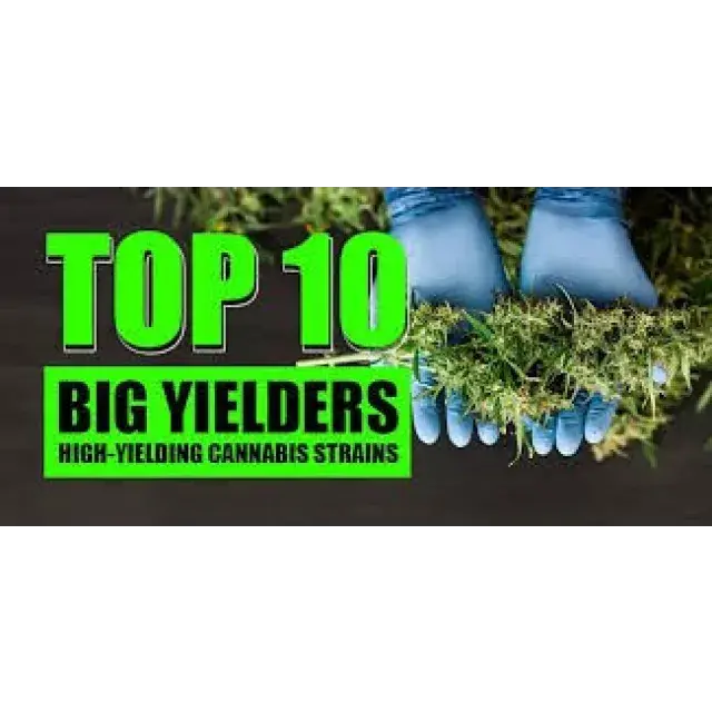 High Yield Outdoor Cannabis Seeds UK (Big Harvest Strains 2026).