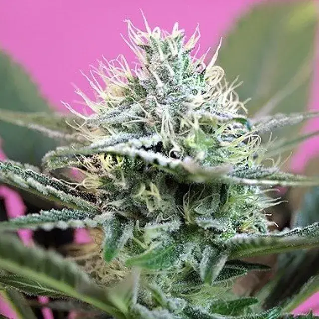 Cannabis Seeds + Speed Auto Feminised  By Sweet Seeds Review.