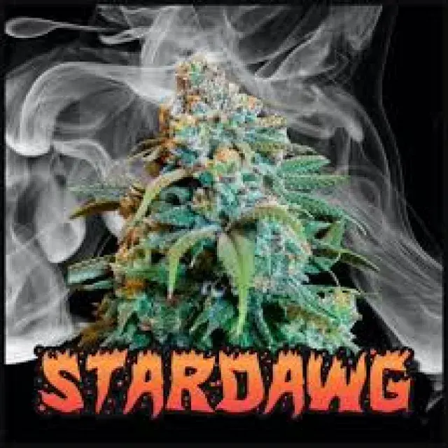  Exceptional Quality: Choose Stardawg Cannabis Seeds at Discount Cannabis Seeds.