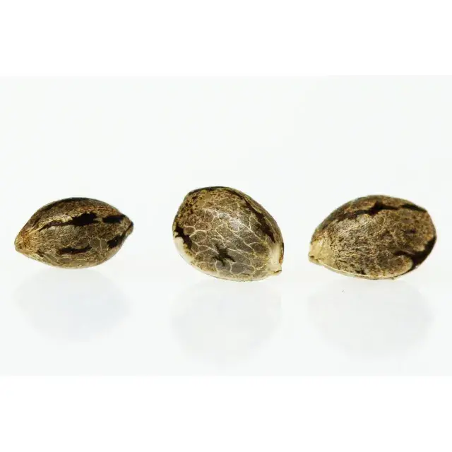 Maximize Your Summer Growing: Discover the Best Value Cannabis Seeds at Discount Cannabis Seeds.
