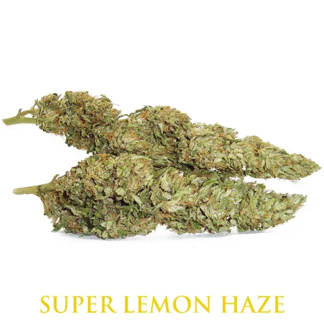 Haze-Cannabissamen: Herkunft, Wirkung und Anbautipps von Discount Cannabis Seeds.