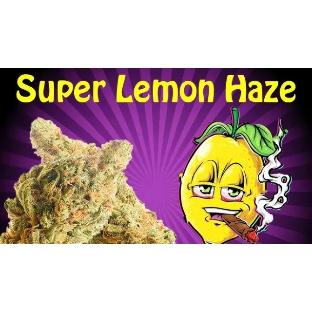 Super Lemon Haze Feminised Cannabis Seeds: Expert Tips and Effects from Discount Cannabis Seeds.
