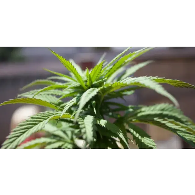 The Potency and Effects of Stardawg Cannabis Seeds.