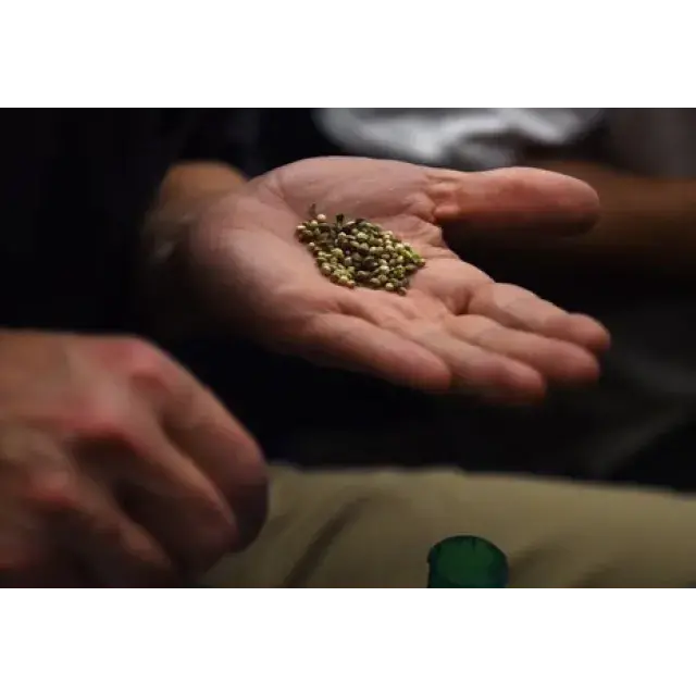 Cannabis Seeds for First-Time Growers UK (Easy & Reliable Strains)