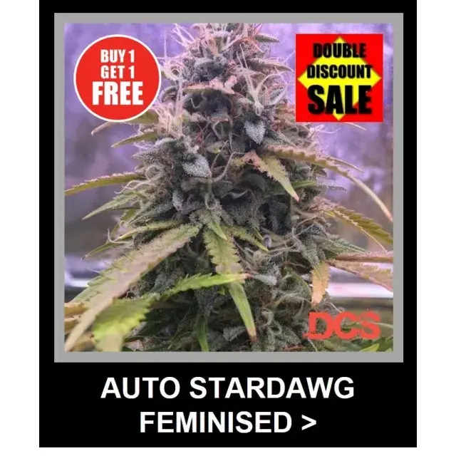 Entdecken Sie die besten Angebote für Auto Stardawg-Cannabissamen.