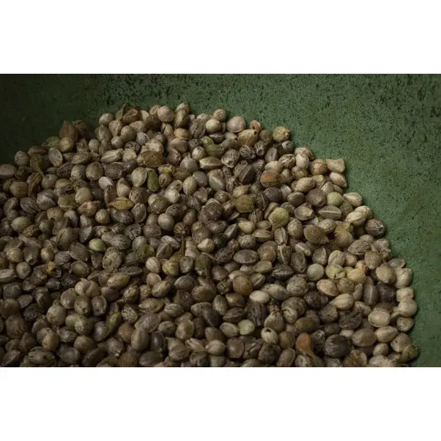 Discover the UK's Largest Marijuana Seed Bank: Thousands of Affordable Cannabis Seeds at Discount Cannabis Seeds.