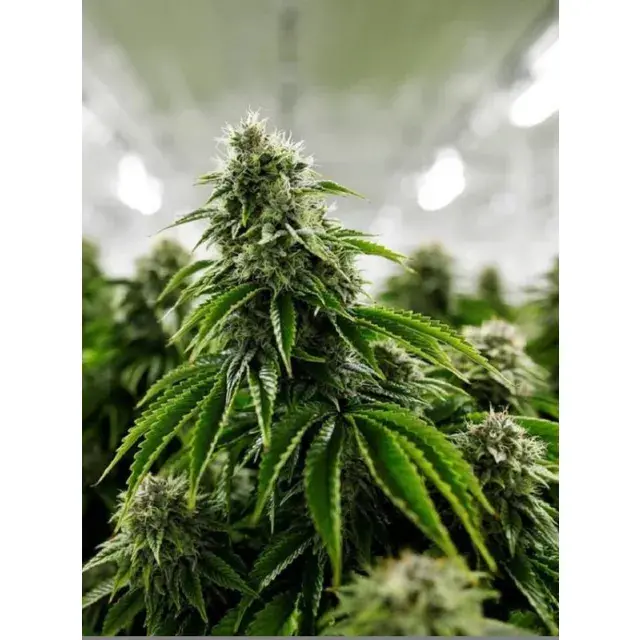 Ich bin auf Discount-Cannabissamen umgestiegen und habe 50 £ gespart: Inspirierende Geschichten von echten Growern.