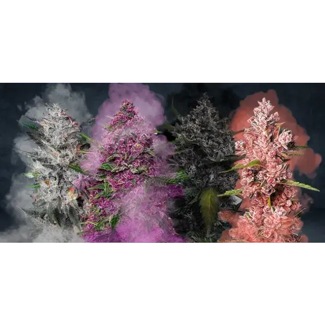 The Many Shades of Colourful Cannabis Seeds: Exploring Purple and Beyond at Discount Cannabis Seeds.