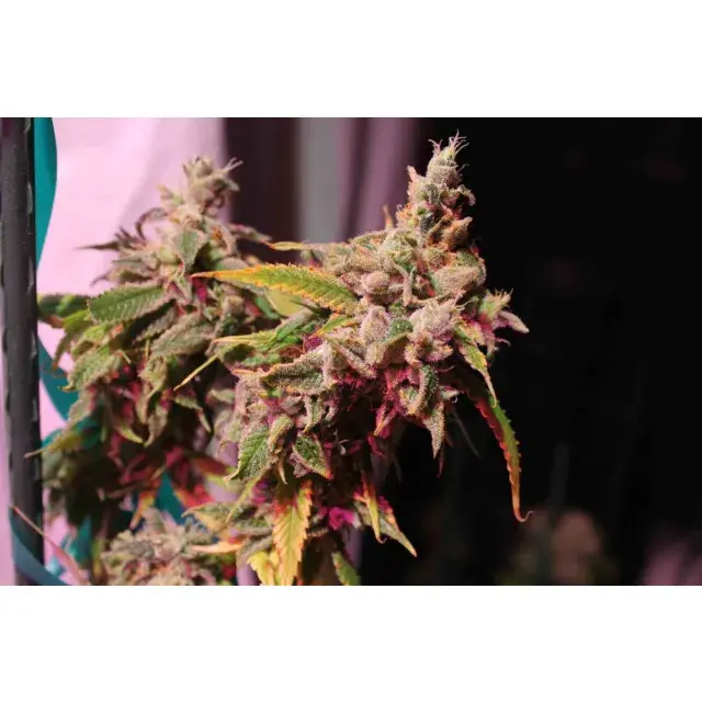 Entdecken Sie die Top 5 Cannabis -Samenstämme, die zu hübsch aussehen, um bei Rabatt -Cannabis -Samen zu rauchen.