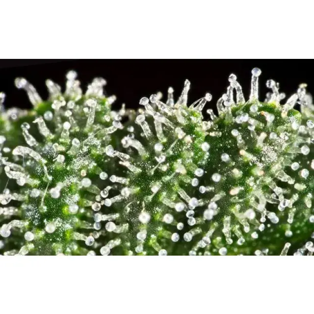 Cannabis Seeds - The Highest Resin Cannabis Strains.