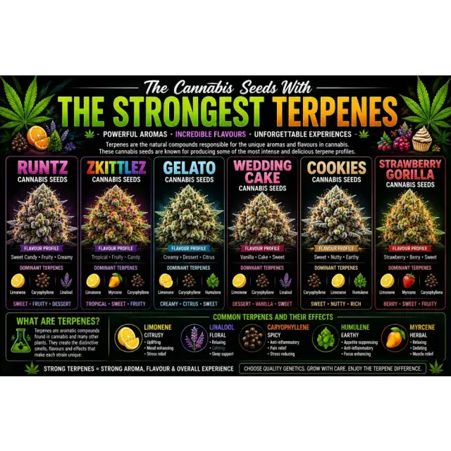 Cannabis Seeds: Which Cannabis Seeds Have the Strongest Terpenes?