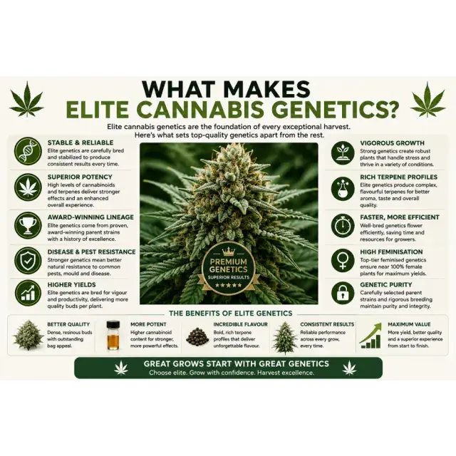 Cannabis Seeds: What Makes Elite Cannabis Genetics?