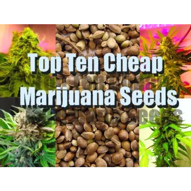 The Best Cheap Cannabis Seeds UK (High Quality on a Budget).