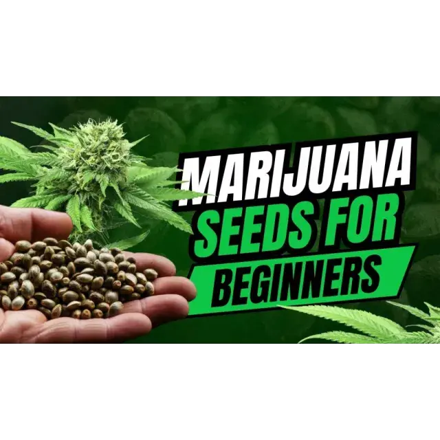 Cannabis Seeds for Beginners: Seeds to Start Growing Successfully.