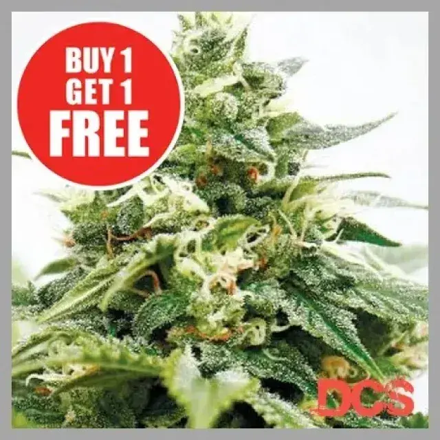 Critical XXL Cannabis Seeds — A Modern Cannabis Seeds Classic.