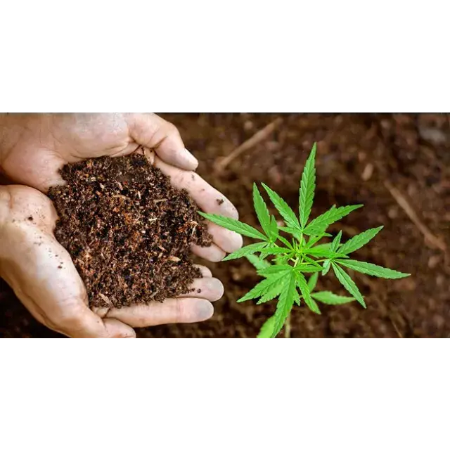 Growing Cannabis Seeds in Living Soil: Step-by-Step Guide from Discount Cannabis Seeds.