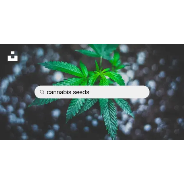 Indica vs. Sativa Cannabis Seeds for 2025 at Discount Cannabis Seeds.